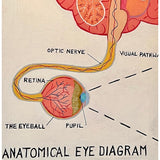 Anatomical Eye Diagram