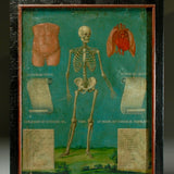Human Skeleton Diagram