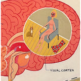 Anatomical Eye Diagram