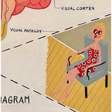 Anatomical Eye Diagram