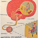Anatomical Eye Diagram