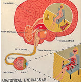 Anatomical Eye Diagram