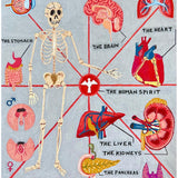 The Human Anatomy