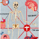 The Human Anatomy