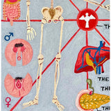 The Human Anatomy