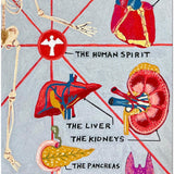 The Human Anatomy