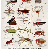 Insect Taxonomy Diagram