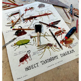 Insect Taxonomy Diagram