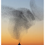 Murmurations