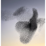 Murmurations